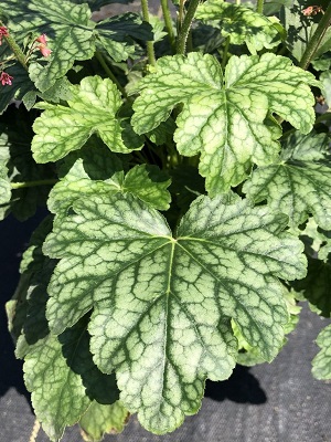 Heuchera hybrid - Timeless Berry